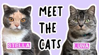 Meet the cats &#39;Stella &amp; Luna&#39; - IPhoneX 4K VIDEO