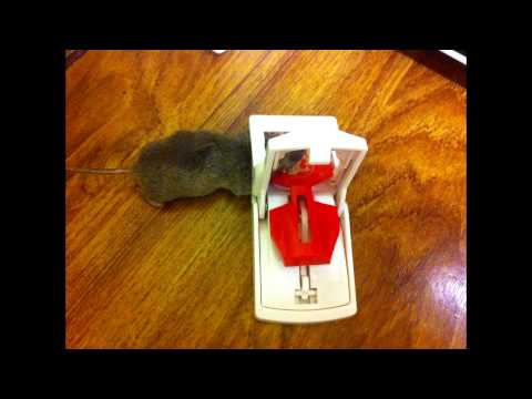 STV148 - ULTRA POWER MOUSE TRAPS - TWINPACK | REVIEW