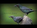DEVIL BIRD CALL Asian Glossy Starling Calls Aplonis Panayensis Birdsounds