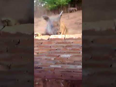 Alisson da Doceira e atacado por Porco Gigante no Sítio do Danilo Daneluz na Palmeirinha