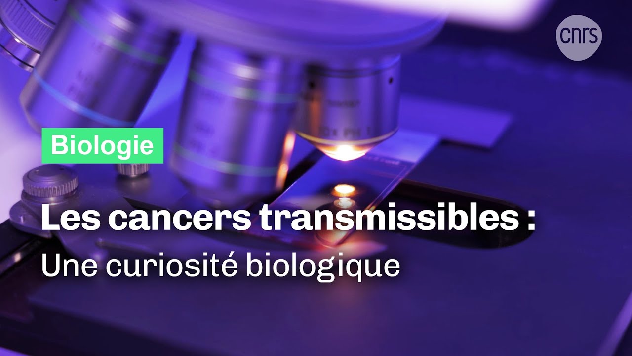 Les cancers transmissibles, une curiosité biologique