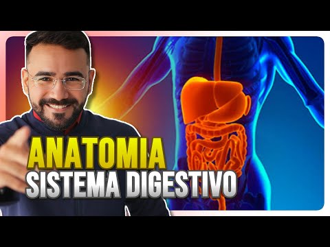 ANATOMY OF THE DIGESTIVE SYSTEM (EASY AND QUICK)