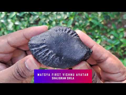 Matsya First Vishnu Avatar Shaligram Shila Sacred Set as per Vishnu Puran video