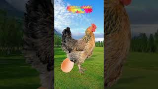Download lagu lagu anak tok tok petok | cit cicit cuit | lagu anak indonesia #childrensmusic #laguanakindonesia mp3 Download lagu lagu anak tok tok petok | cit cicit cuit | lagu anak indonesia #childrensmusic #laguanakindonesia mp3