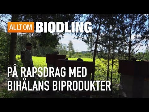 På rapsdrag med Bihålans Biprodukter - Rapshonung