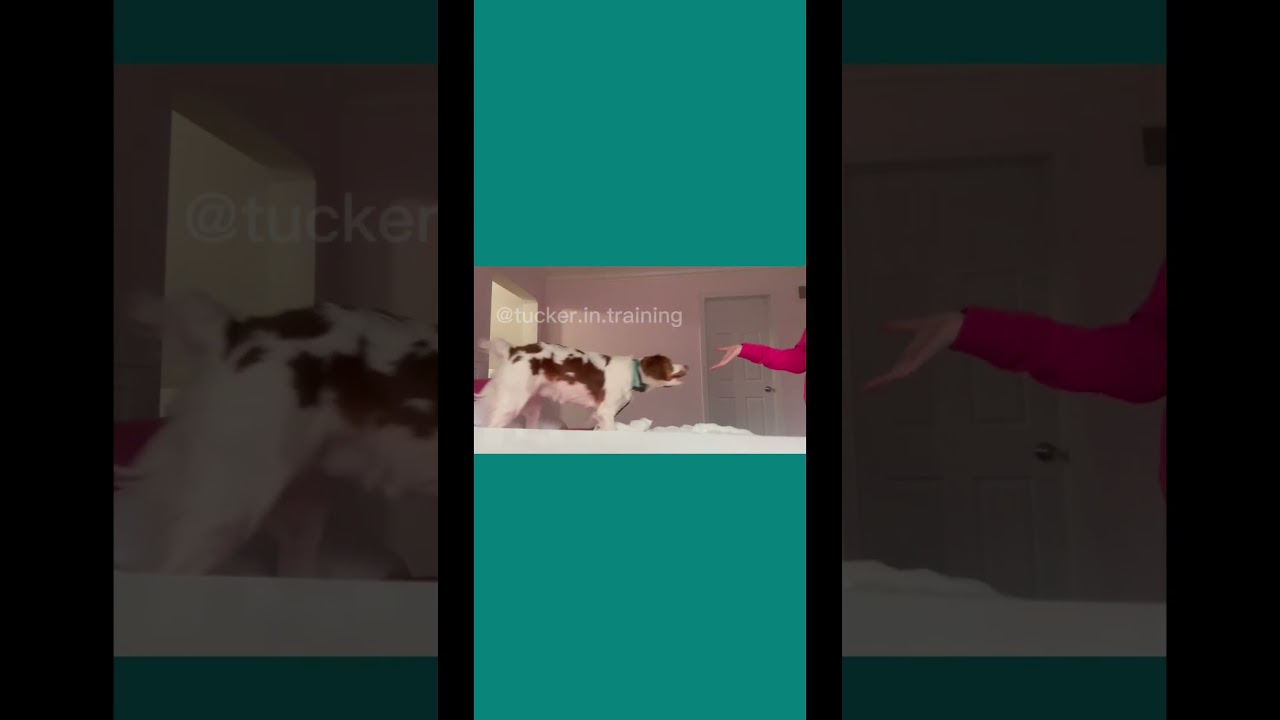 Working on his at home medicine retrieval! #fypシ #dog #shorts #servicedog #sdit #workingdog #fyp