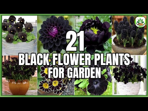 21 Best Black Flower Plants for Garden | Black Flower Plants Identification | Plant and Planting