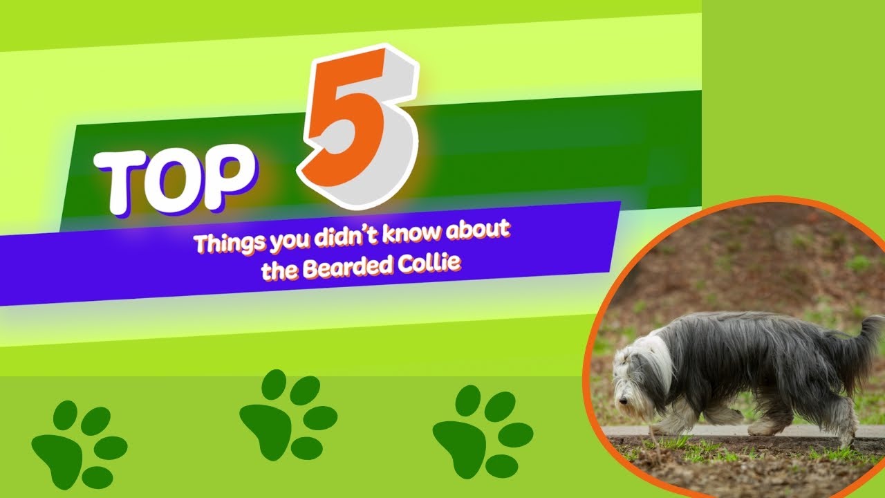 NHV Addison's Disease Essential Support Kit For Cats and Dogs