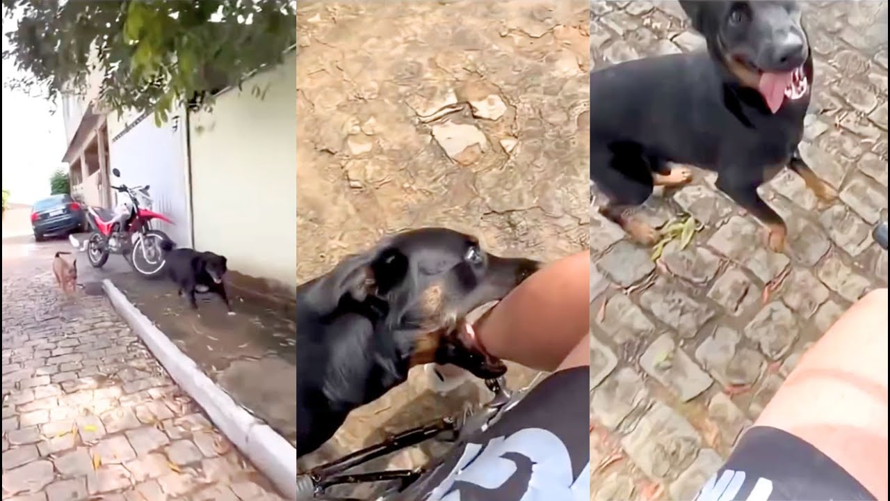 ¿YA VISTE el video del PERRITO que LOS ESTÁN CAPACITANDO para CORRETEAR MOTOS?