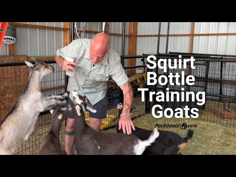 Goat Training with a Squirt Bottle