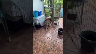 Video preview image #1 Labrador Retriever-Unknown Mix Puppy For Sale in Virginia Beach, VA, USA