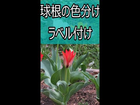 レンブラントチューリップ 植物