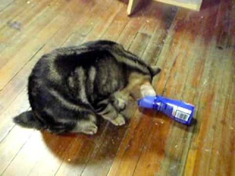 hungry silly pixiebob cat