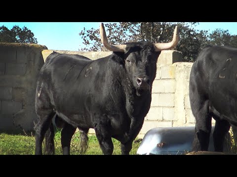 Una Ganadera de Toros Bravos detrás de una Ganadería tan grande Ana Isabel Vicente 2022
