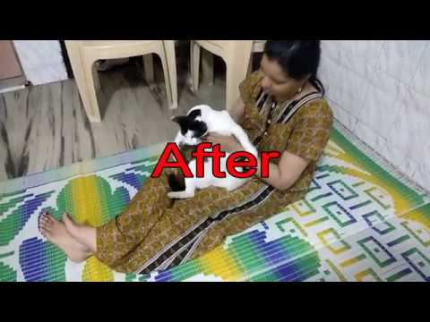 Before and After Cat Video Video