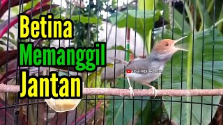 Download lagu PRENJAK BETINA Gacor Istimewa Suara Jernih, Memanggil jantan. Cocok buat PANCINGAN Maupun MASTERAN. mp3