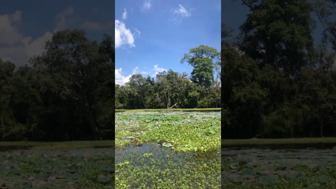 YouTube Short thumbnail