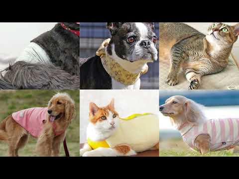 犬の服・猫の首輪の通販サイト｜犬の服のiDog＆iCat