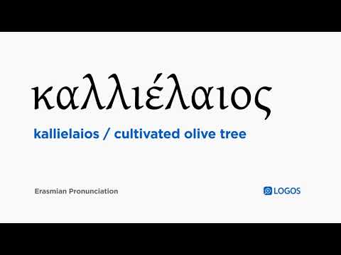 How to pronounce Kallielaios in Biblical Greek - (καλλιέλαιος / cultivated olive tree)