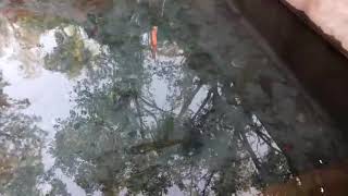 preview picture of video 'BEAUTIFUL FISHIS IN SULLA PARK REASI...'