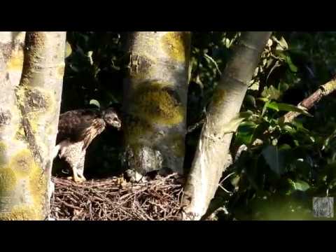 Three red tailed hawk chicks