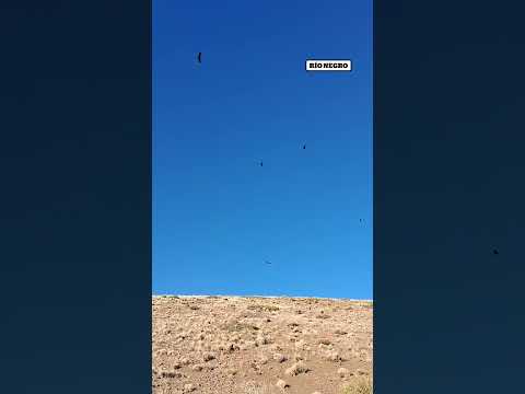 Iba camino a El Cholar y ¡se encontró con una hermosa sorpresa!