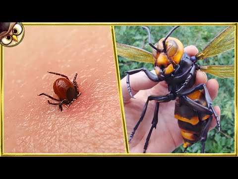 30 Most Dangerous Insects In The World