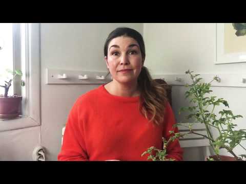 Fönsterodla tomat - sorttips bästa fönstertomaten ,  hur du odlar tomater i fönstret och sådd