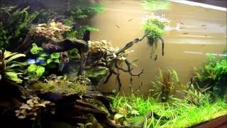 8 months of growth! 150g Modified River Manifold