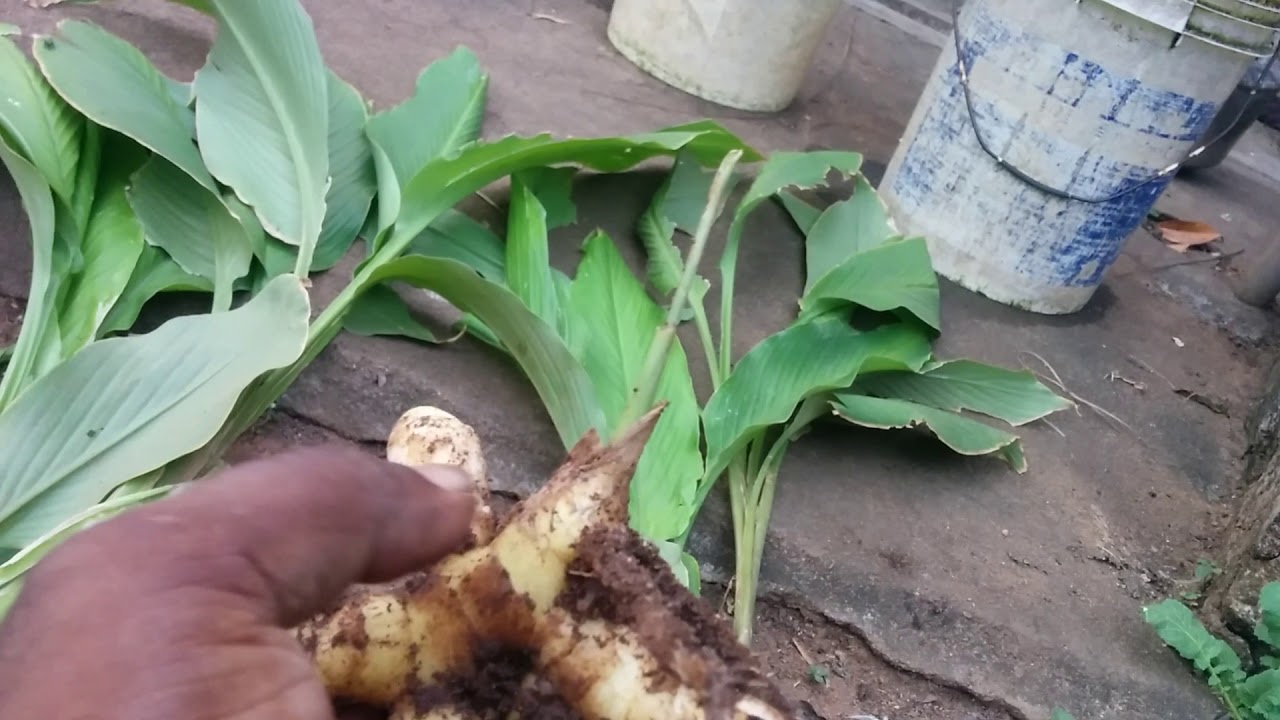 Health Benefits of Curcuma amada - mango ginger - how to cultivate - YouTube
