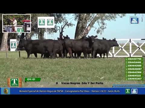 01-04-22 - Remate Especial de Vientres Angus de TAESA - Consignataria Paz Hnos. - Junín, Bs.As.