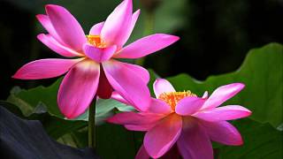 give you my love ♥ ruthie foster