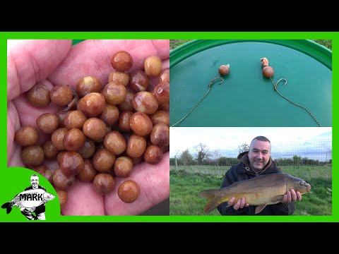 download lagu mp3 mp4 Maple Peas, download lagu Maple Peas gratis, unduh video klip Maple Peas