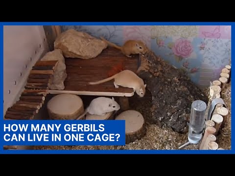How Many Gerbils Can Live In One Cage?