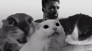 Cover art for Cat x Cat at door x Kitten sings gigachad song