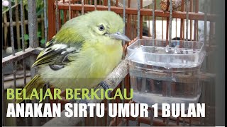 Download lagu ANAKAN BURUNG SIRTU JANTAN I SIRDUM I SIRDUNG I UMUR 1 BULAN BELAJAR BERKICAU mp3 Download lagu ANAKAN BURUNG SIRTU JANTAN I SIRDUM I SIRDUNG I UMUR 1 BULAN BELAJAR BERKICAU mp3