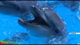 Грозненский дельфинарий готовится к открытию