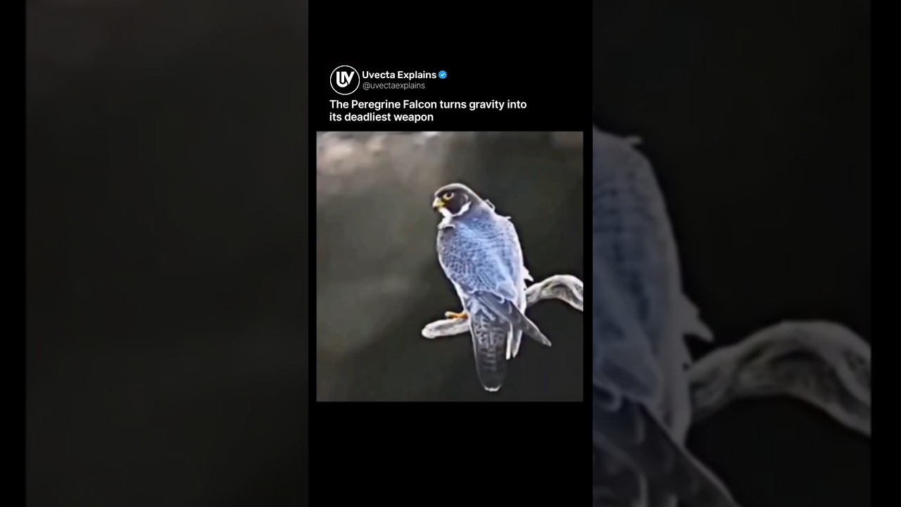 The Peregrine Falcon: The Fastest Animal on Earth 🦅💨