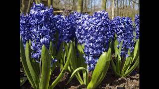 Pierre Lapointe - Hyacinthe la jolie