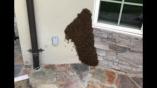 Swarm Removal using the Bee Vacuum