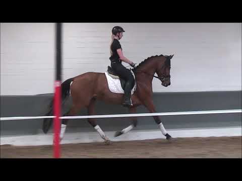 VIOLETTA 3j. v. Vitalis - Riccione - 20.000,- Euro