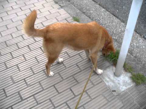 Japan: Walking the she-dog in Saitama city 2011-06-12(Sun)1743hrs