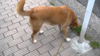 Japan: Walking the she-dog in Saitama city 2011-06-12(Sun)1743hrs