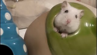 あざといハムスター💕