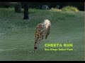 Cheetah Run San Diego Zoo Safari Park