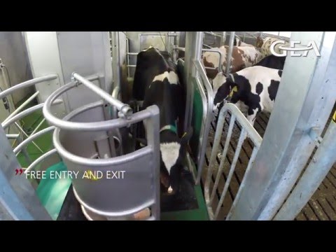 GEA Dairy Farming - Monobox: Maximum cow comfort