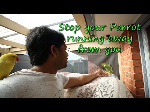 How to stop parrots running away from you