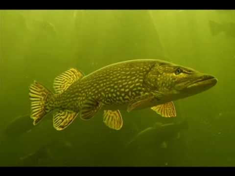 Kymppilinja - Minä  feat. Kristo