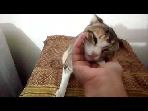 Chipki Makhan Laga Rahahi Hai