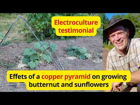 Huge copper pyramid growing effects on butternut and sunflowers in Yannick's electroculture garden